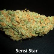 Sensi Star (1)