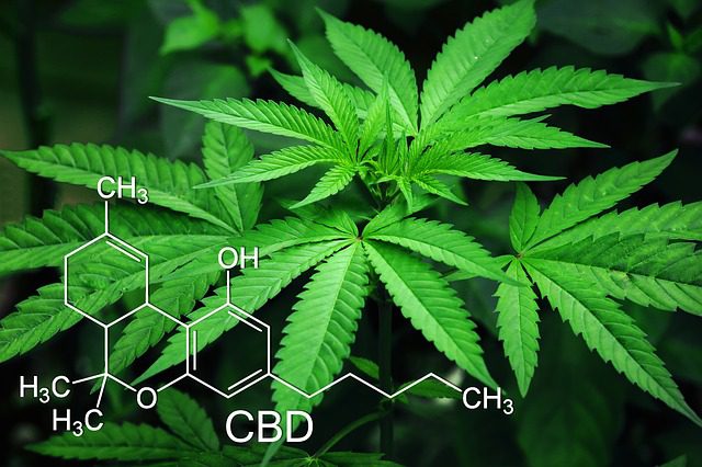 When was CBD discovered?