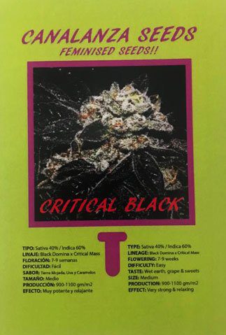 Critical Black Seed-Canalanza Seeds