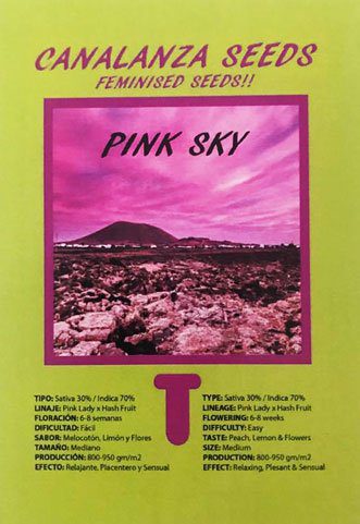 Pink Sky Seed -Canalanza Seeds